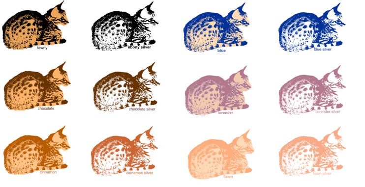 Ocicat Rainbow