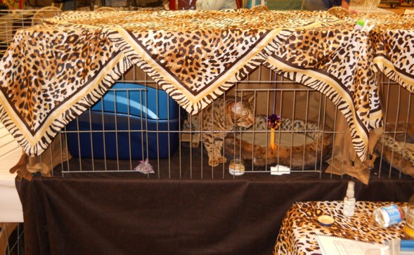 Cage curtains containing Prop and Sluggo