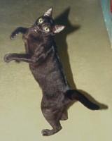 Herky a chocolate solid