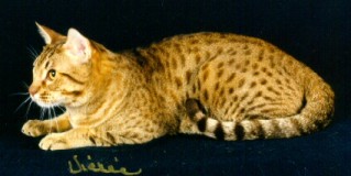 Claus a chocolate Ocicat