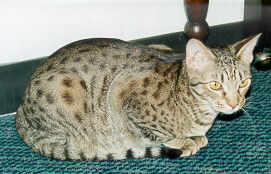 Rajah a chocolate Ocicat