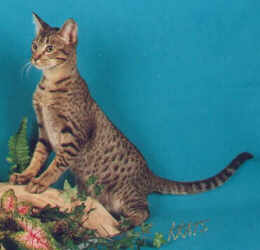 Simon a tawny Ocicat