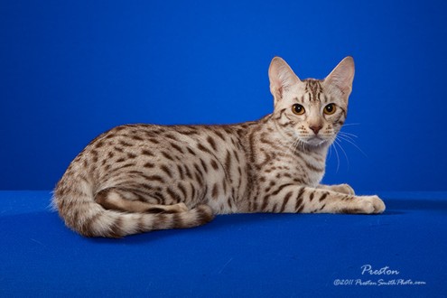 Tink, a chocolate spotted Ocicat