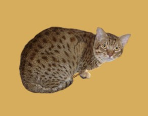 Avion a chocolate Ocicat