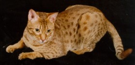 cinnamon colored Ocicat