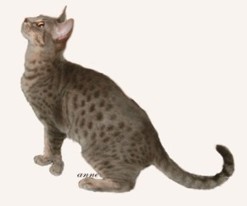 blue colored Ocicat