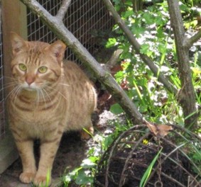 Curry a cinnamon Ocicat