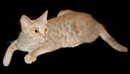 fawn colored Ocicat
