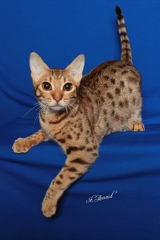 Catiators Stewardess