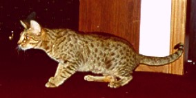 Finney a tawny