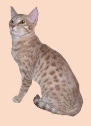 lavender colored Ocicat