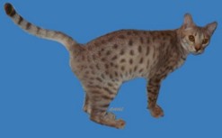 Foxy a lavender silver Ocicat