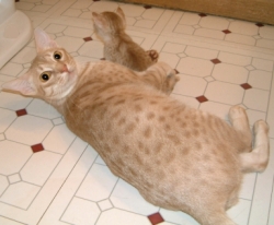 Frog a fawn silver