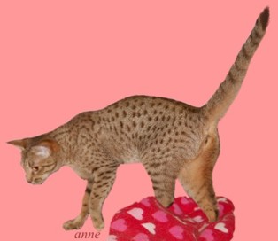 A chocolate female Ocicat