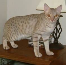 lavender silver colored Ocicat