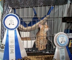 Jagger a cinnamon Ocicat