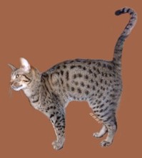 tawny colored Ocicat