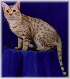 chocolate silver colored Ocicat