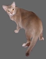 Luma a lavender ticked Ocicat