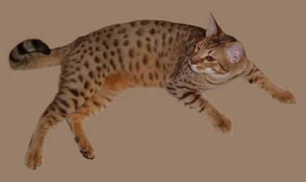 chocolate colored Ocicat
