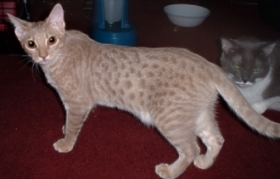 Orion a lavender