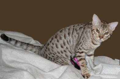 Pilot a chocolate silver Ocicat