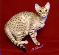 cinnamon silver colored Ocicat