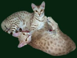 Seagull a cinnamon silver and Boo a lavender Ocicats