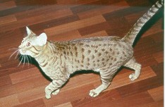 Shady a chocolate Ocicat