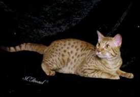 Shooter a cinnamon Ocicat