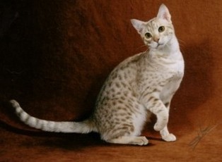 fawn silver colored Ocicat