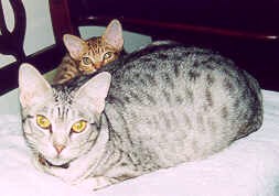 Spring a chocolate silver Ocicat