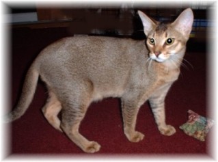 Spruce a tawny Aby hybrid