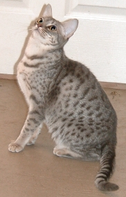 blue silver colored Ocicat