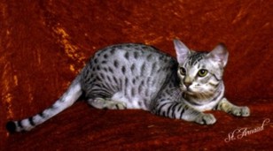 Warrior an ebony silver Ocicat