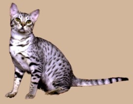 ebony silver colored Ocicat