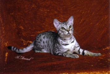Warrior an ebony silver Ocicat