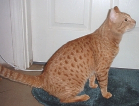 Zazoe a cinnamon