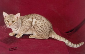 Ozzie a lavender silver Ocicat