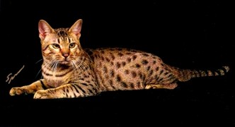 Prop a tawny Ocicat