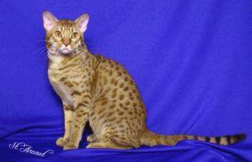 Shooter a cinnamon Ocicat