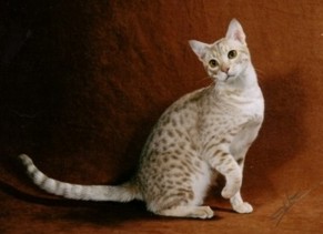 Skynight a fawn silver Ocicat
