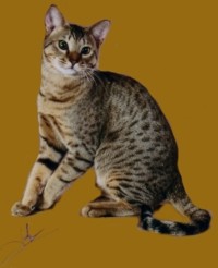 Sluggo a tawny Ocicat